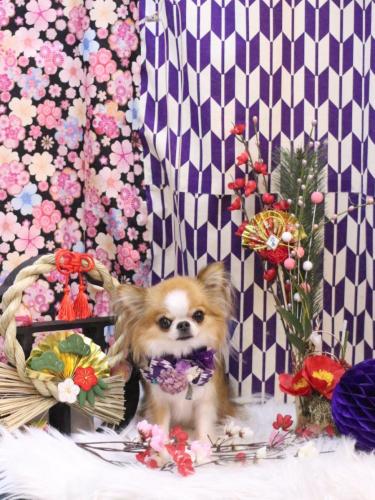 20250129プリュ―くん